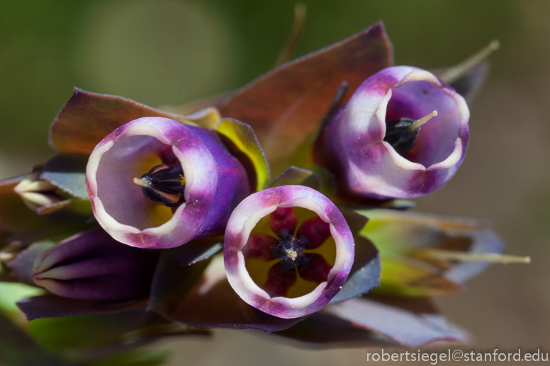 honeywort